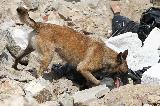 CHIENS DE DECOMBRE - DOGS EARTHQUAKE